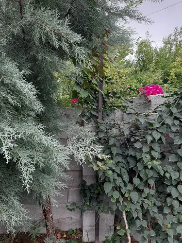 تصویر 24 - ویلا   سوئیسی ماهان در  ماسال