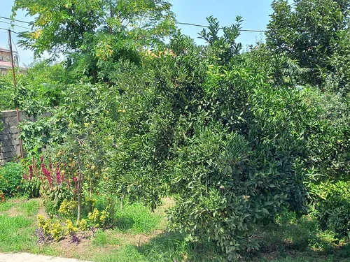 تصویر 30 - ویلا ساحلی مانی  در  تالش