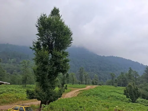 تصویر 27 - کلبه چوبی پدر  در  ماسال