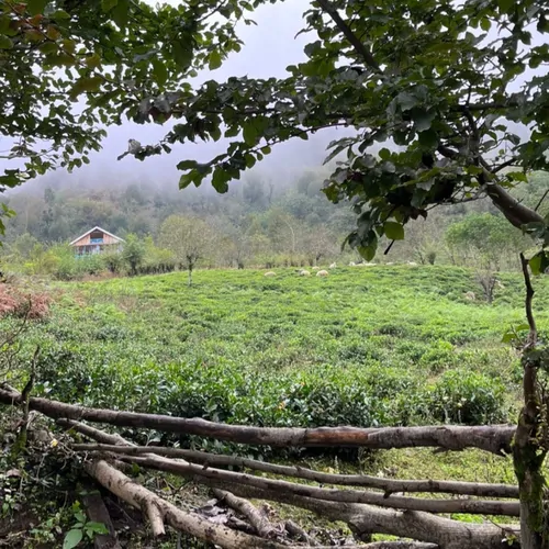 تصویر 13 - اقامتگاه بوم‌گردی جنگلی باران در  شفت