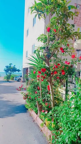 تصویر 26 - آپارتمان ساحلی دریا (۵) در  محمودآباد