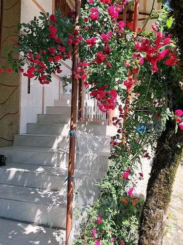 تصویر 45 - کلبه دوبلکس جنگلی جکوزی دار محمد  در  لفور