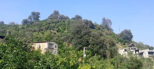 تصویر 15 - ویلا جنگلی شهنواز در  شیرگاه