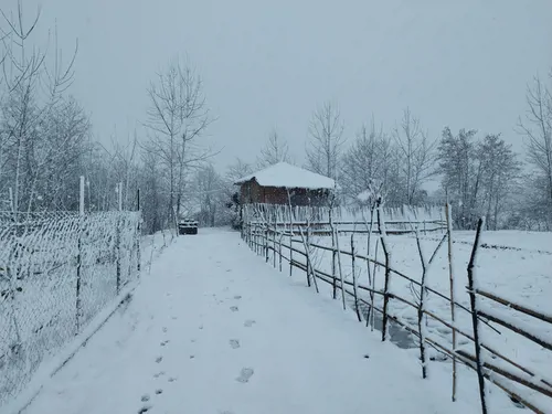 تصویر 16 - کلبه  افرا در  سیاهکل