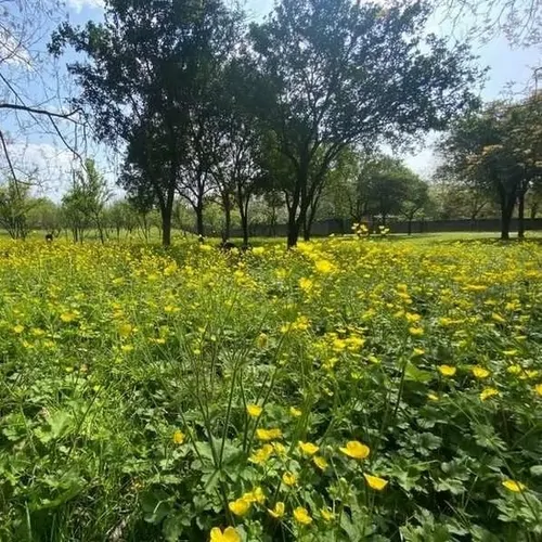 تصویر 26 - ویلا جنگلی آلاله در  ماسال