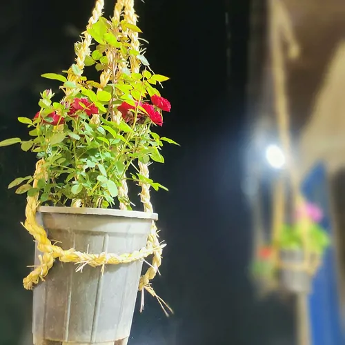 تصویر 4 - کلبه مجموعه پارادایس ماسال در ماسال