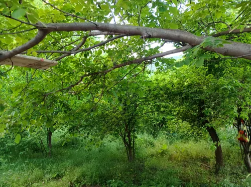 تصویر 9 - ویلا علیرضا در کلیبر