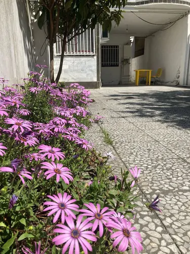تصویر 11 - خانه مسلمی در  محمودآباد