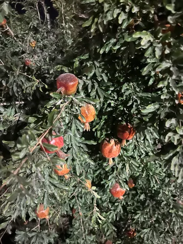 تصویر 5 - ویلا لاکچری و دنج  با فظای ارام و دلنشین  در  ورامین