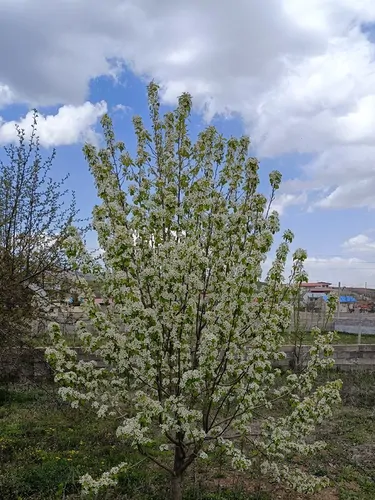 تصویر 15 - خانه باغ واوسر در  کیاسر