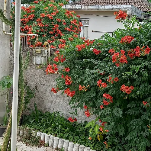 تصویر 5 - ویلا سوئیت صمدی در  آستارا