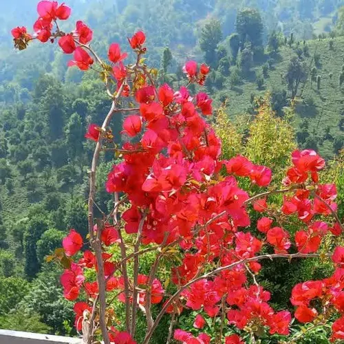 تصویر 2 - ویلا فرهنگ در کلاچای