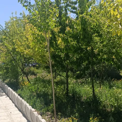 تصویر 3 - ویلا باغچه 700متری در دماوند