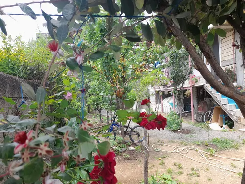 تصویر 4 - ویلا ویلای شمالی پسران غریب در اسالم