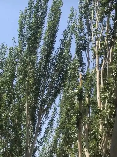 تصویر 15 - اقامتگاه بوم‌گردی سرای معلم کوه کرکس(واحد2) با صبحانه رایگان در  نطنز