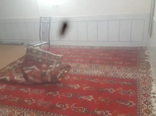 تصویر 2 - خانه آرامش در شهرضا