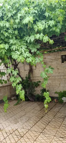 تصویر 11 - ویلا فردوسی در  شهمیرزاد