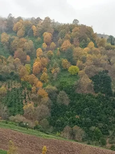 تصویر 10 - ویلا جنگلی سبز رانکوه در  املش