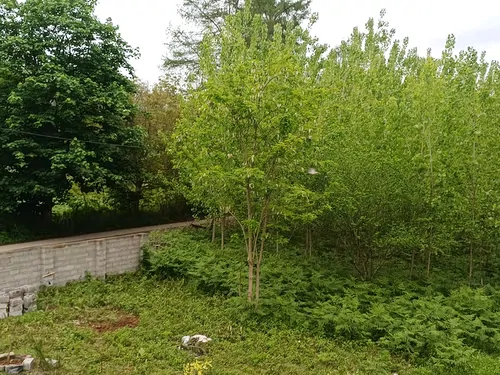 تصویر 23 - کلبه سوئدی سما در ماسال