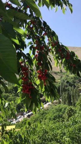 تصویر 4 - ویلا اقامتگاه باغ گردوی برگ جهان در لواسان