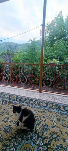 تصویر 20 - ویلا باغ دادجو در  لیسار