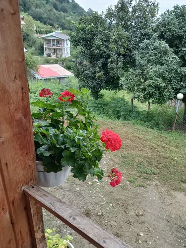تصویر 17 - کلبه جنگلی چوبی ورمیه در  ماسال