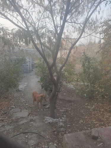 تصویر 2 - خانه منزل ویلایی در مشهد