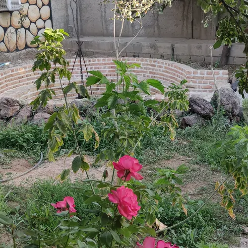 تصویر 3 - ویلا خونه باغ  در کردان