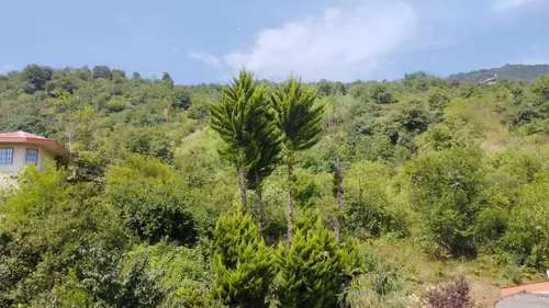 تصویر 13 - کلبه سوئیسی آهوان در  رامسر