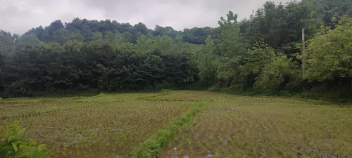 تصویر 12 - ویلا دامون در املش