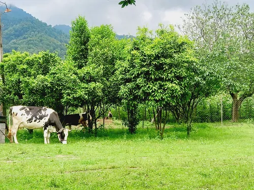 تصویر 38 - کلبه جنگلی عادل در تالش