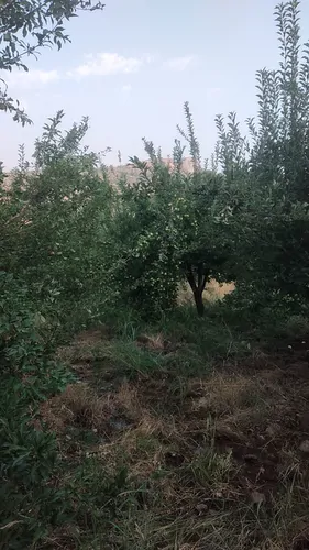 تصویر 2 - ویلا لاکچری روستایی تمیز و بکر با آزادی محض در یاسوج
