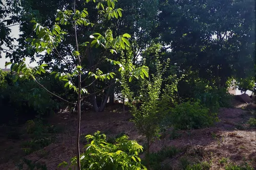 تصویر 15 - ویلا باغ گردو در  دماوند