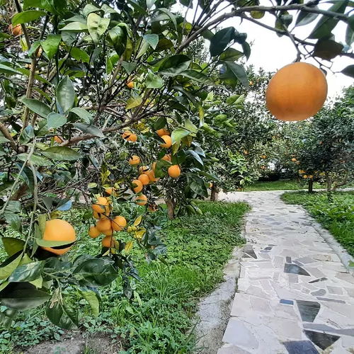 تصویر 23 - خانه مسافر باغ پرتقال در  شیرود