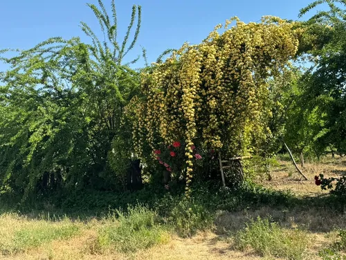 تصویر 15 - خانه ویلایی پاریس کوچولو در  یاسوج
