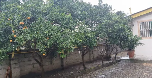 تصویر 2 - ویلا ویلایی ترنج در کیاشهر