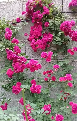 تصویر 22 - ویلا جنگلی مهرداد در ماسال