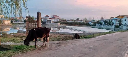 تصویر 19 - ویلا آهو در  نور