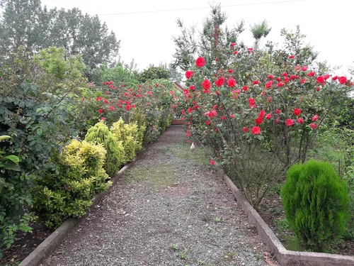 تصویر 8 - ویلا باغ سرسبز  در  لنگرود