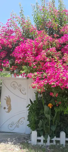 تصویر 22 - ویلا ارم در کلاچای