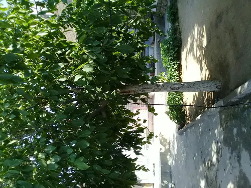 تصویر 2 - خانه منزل در سامان