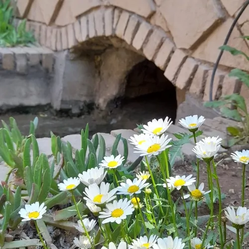 تصویر 9 - اقامتگاه بوم‌گردی عمارت دلگشا (سنتی شاه نشین) در  ماهان