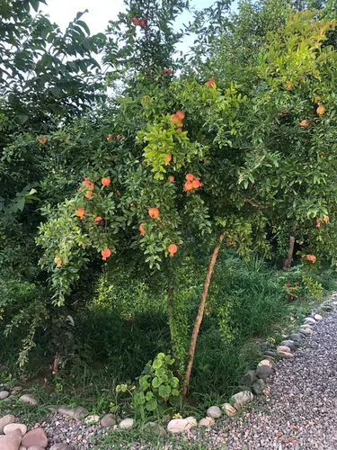 تصویر 2 - ویلا باغ ویلا نیکی در سراوان