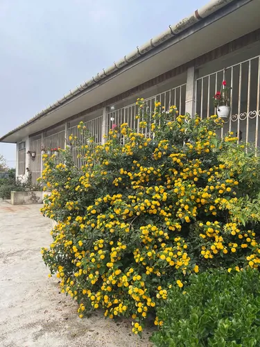 تصویر 12 - روستایی و عشایری برکه ی آرام  در  جویبار