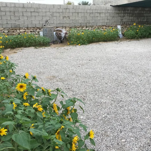 تصویر 27 - سوییت ویلایی استخردار آبگرم سرای سلطانی در  بوشهر