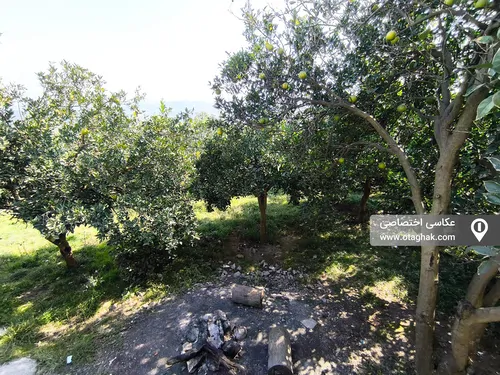 تصویر 10 - خانه رهی در  شیرگاه