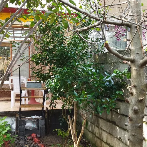 تصویر 29 - خانه مبله سبز در  لنگرود