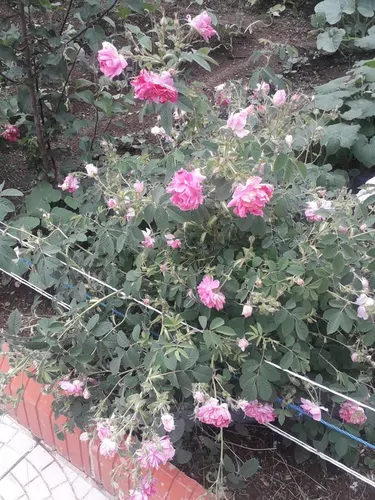 تصویر 4 - روستایی و عشایری آپارتمان  در کلیبر
