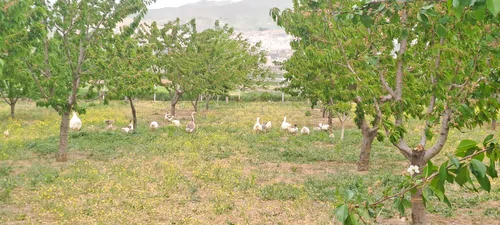 تصویر 13 - خانه باغ بهشت در  سنندج