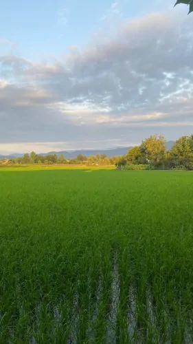 تصویر 2 - کلبه گاردنیا در سراوان